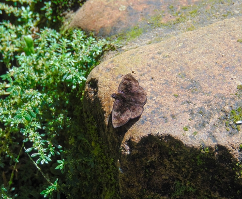 Castolus Tufted-Skipper