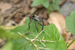 Pachylis acutangulus