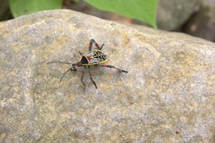 Pachylis acutangulus