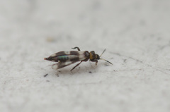 Aeolothrips collaris