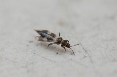 Aeolothrips collaris