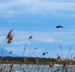 Himantopus himantopus