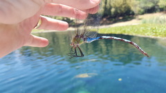 Anax walsinghami