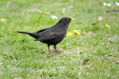 Turdus merula