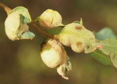 Neuroterus quercicola