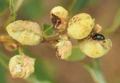 Neuroterus quercicola