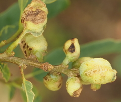 Neuroterus quercicola