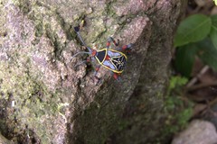 Pachylis acutangulus