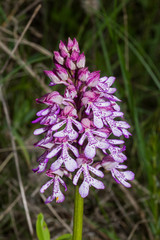 Orchis × hybrida