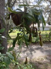 Nepenthes alata × ventricosa