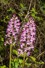 Orchis × hybrida