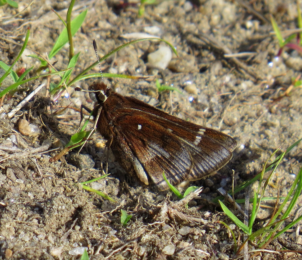 Dusted Skipper