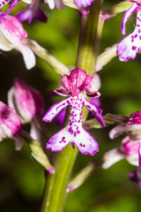 Orchis × hybrida