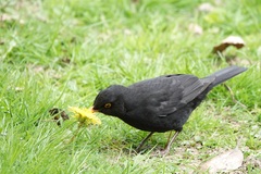 Turdus merula