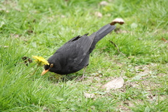 Turdus merula