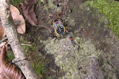 Pachylis acutangulus