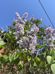 Syringa
