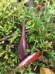Selaginella apoda