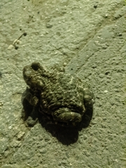 Bufotes viridis viridis