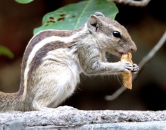 Northern Palm Squirrel photo 2