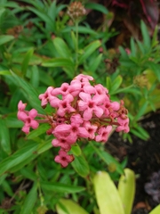 Arachnothryx leucophylla