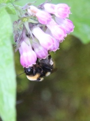 Bombus ruderatus