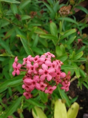 Arachnothryx leucophylla