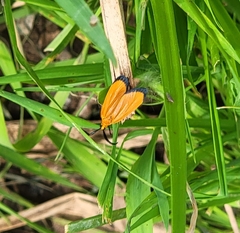 Ptychoglene coccinea