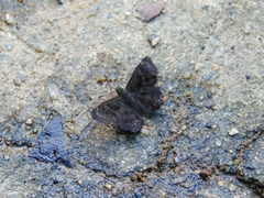 Incisus incisus