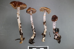 Cortinarius cucumeris