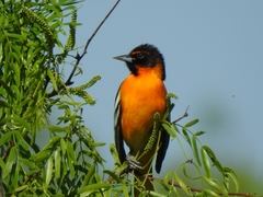 Icterus bullockii × galbula