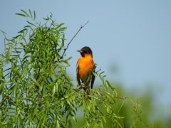 Icterus bullockii × galbula