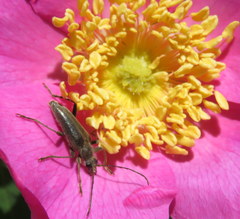 Lepturinae