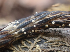 Psilachnum inquilinum