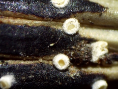 Psilachnum inquilinum