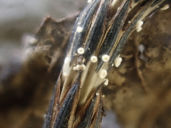 Psilachnum inquilinum