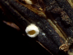 Psilachnum inquilinum