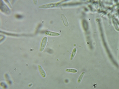 Psilachnum inquilinum