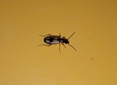 Cymindis andreae