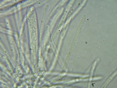 Psilachnum inquilinum