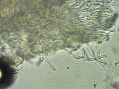 Psilachnum inquilinum