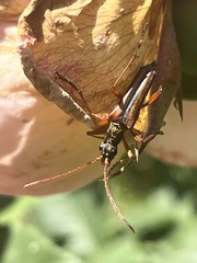 Rhagiini