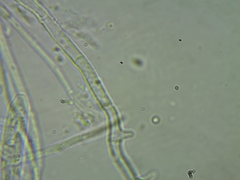 Psilachnum inquilinum