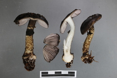 Amanita nigrescens
