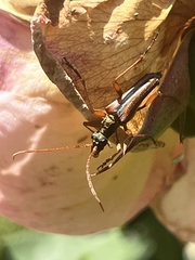 Rhagiini