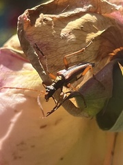 Rhagiini