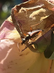 Rhagiini