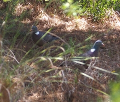 Columba palumbus