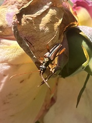 Rhagiini