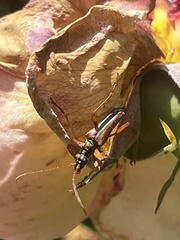 Rhagiini